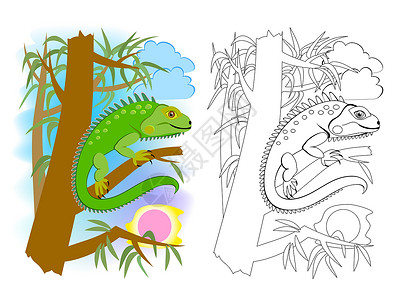 美洲鬣蜥儿童着色书的彩色和黑白页面 可爱的绿色美洲蜥蜴鬣蜥的插图 儿童学校教科书的可打印工作表 在线教育 平面卡通矢量插画