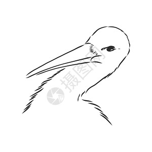 鹈鹕科水禽统称鹳素描矢量图 为设计手绘素描鹳 鹳矢量素描它制作图案卡通片野生动物起重机苍鹭动物群鸟类新生婴儿标识草图插画