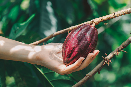 树瘤Cacao 树 天然有机可可果豆水果巧克力食物植物群种子雨林种植园植物可可热带背景