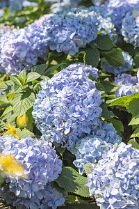 蓝羽花在阳光下盛开花园绣球花紫色蓝色植物绿色背景图片