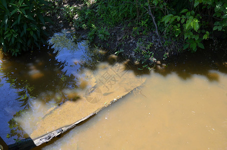 泥土河流或池塘水中的两栖野生动物蝌蚪动物背景图片