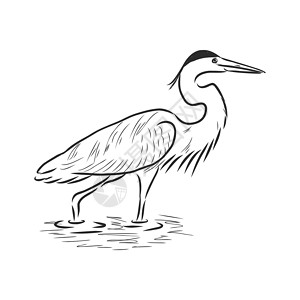马来西亚亚庇红树林美丽的 Heronwild 涉水鸟矢量草图它制作图案夹子热带丛林翅膀荒野野生动物插图渔夫白鹭绘画插画