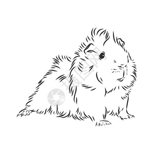 可爱的几内亚草图它制作图案仓鼠哺乳动物头发乐趣豚鼠毛皮艺术绘画老鼠蚀刻设计图片