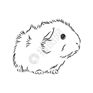 豚鼠可爱的几内亚草图它制作图案墨水艺术老鼠卡通片动物毛皮蚀刻绘画哺乳动物仓鼠设计图片