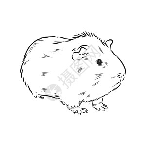 圣诞老人宠物鼠可爱的几内亚草图它制作图案生物哺乳动物手绘绘画老鼠仓鼠豚鼠卡通片艺术毛皮设计图片