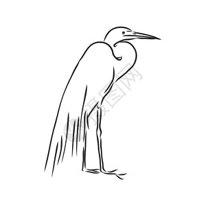 马来西亚亚庇红树林美丽的 Heronwild 涉水鸟矢量草图它制作图案渔夫夹子翅膀湿地动物羽毛丛林野生动物动物园绘画插画