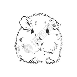 可爱的几内亚草图它制作图案哺乳动物手绘绘画豚鼠头发宠物毛皮卡通片动物仓鼠设计图片