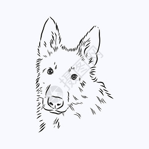 白色德国牧羊犬德国牧羊犬矢量图黑色线条肖像素描 牧羊犬矢量速写它制作图案的狗头像插画