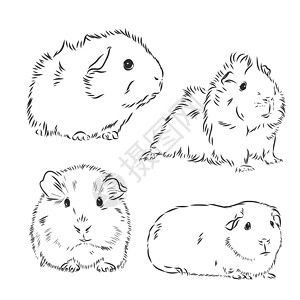 豚鼠或豚鼠墨色手绘素描矢量图豚鼠矢量素描它制作图案卡通片瓶子雕刻宠物仓鼠哺乳动物松鼠头发乐趣毛皮设计图片
