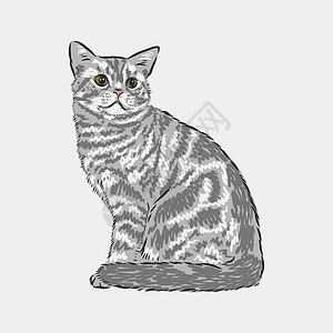 灰白写实塑料袋国内猫写实矢量素描插画 ca 的标志哺乳动物卡通片涂鸦眼睛宠物动物食肉猫咪艺术标识插画