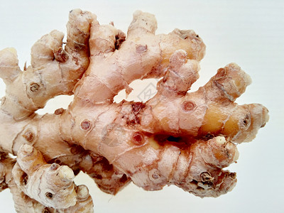 白色背景的苦姜 苦姜也称为 awapuhi lempuyang 和 在各种菜系食品中用作食品调味剂和开胃剂食物松树植物学丛林公园背景图片