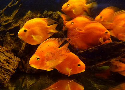 热带血浆鱼动物鲵鱼科高清图片