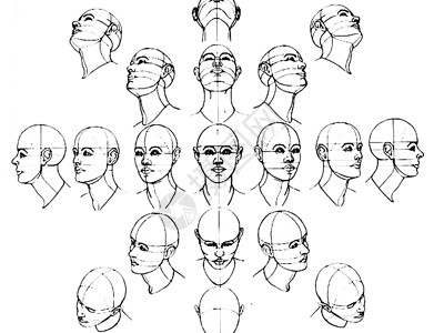 绘画头部素材绘制人体头部的阶段 画头的插图背景