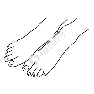 人类脚人类女人赤脚画线 矢量图素描插图手指女孩白色女性修脚姿势标识指甲脚趾设计图片