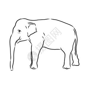成年动物一只成年亚洲象与林的美丽素描野生动物獠牙鼻子厚皮成人动物艺术数字草图插图设计图片