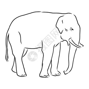 泰国丛林飞跃一只成年亚洲象与林的美丽素描野生动物生物插图草图厚皮动物獠牙旅游成人艺术设计图片