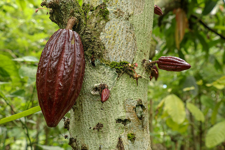 种植牙植体成熟的可可果 棕色的可可豆荚长在树上 结有果实的可可树 巴厘岛巧克力农场树干上生长的可可豆荚特写热带食物水果叶子种植园种子收成植背景