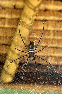 或金色圆网蜘蛛 巨型香蕉蜘蛛正在等待他的猎物 蜘蛛宏观特写镜头在狂放的亚洲巴厘岛的 来自东南亚森林和林地的大型彩色蜘蛛网络陷阱野背景