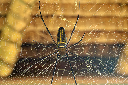 或金色圆网蜘蛛 巨型香蕉蜘蛛正在等待他的猎物 蜘蛛宏观特写镜头在狂放的亚洲巴厘岛的 来自东南亚森林和林地的大型彩色蜘蛛网络昆虫荒背景