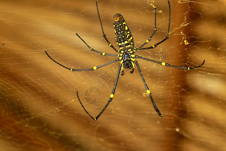 或金色圆网蜘蛛的底视图 巨型香蕉蜘蛛正在他的网上等待猎物 蜘蛛宏观特写镜头在狂放的亚洲巴厘岛的 来自东南亚的大型彩色蜘蛛羽毛丝绸背景