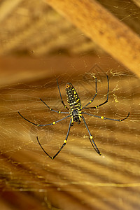 或金色圆网蜘蛛的底视图 巨型香蕉蜘蛛正在他的网上等待猎物 蜘蛛宏观特写镜头在狂放的亚洲巴厘岛的 来自东南亚的大型彩色蜘蛛羽毛荒野背景