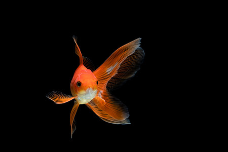 在深黑黑色背景下被孤立的金鱼红色橙子宠物背景图片