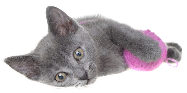 线状球小灰色短发小猫咪躺下 玩线状伊索尔之球背景