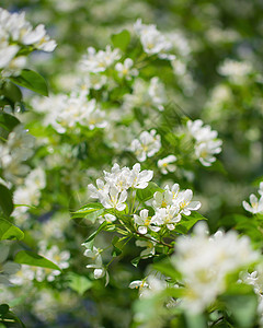 开花的苹果树分枝花瓣季节植物群花朵花园背景白色植物绿色花卉背景图片
