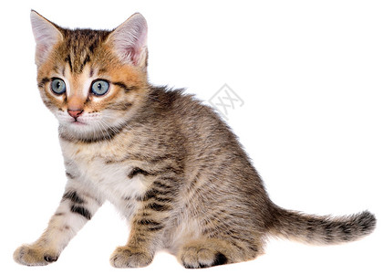 坐在孤立的短头发小猫百搭色猫咪条纹小动物短发斑点猫科动物虎斑斑纹动物背景图片