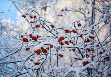 雪下山灰的红莓木头季节雾凇枝条植物群降雪花梨木浆果磨砂寒冷背景图片