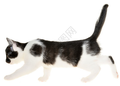 黑白小小猫向前侧视图背景图片