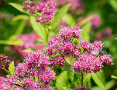 春天的粉红斑点衬套花瓣叶子花园植物群粉色绿色植物背景图片