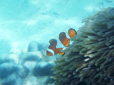 假小丑鱼游泳印度尼西亚高清图片
