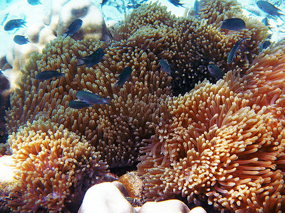 假珊瑚属热带鱼印度尼西亚高清图片