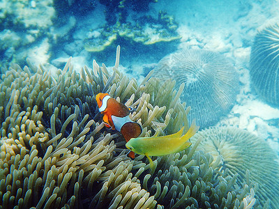 假小丑鱼生活珊瑚礁高清图片