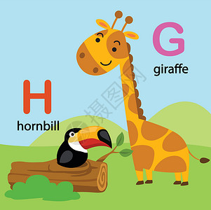 红冠犀鸟插图孤立字母表字母 G-长颈鹿 H-犀鸟设计图片