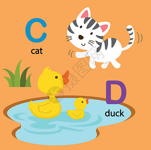 在水里的鸭子插图孤立字母表字母 C 猫 D 鸭 vecto设计图片