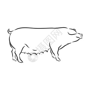 图形样式手绘插图中猪的矢量图解牛肉涂鸦食物农业畜栏推广绘画家畜艺术农场插画