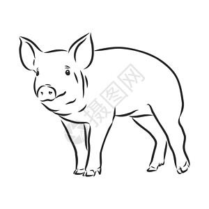 图形样式手绘插图中猪的矢量图解收成质量家畜涂鸦村庄牛肉母猪畜栏香肠框架插画