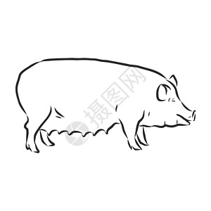 畜栏图形样式手绘插图中猪的矢量图解框架艺术农场涂鸦雕刻质量牧场品牌农业香肠插画