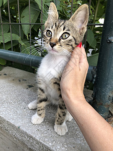 一只小猫回头看一只雌性手摸一只可爱的小猫宠物公园街道动物耳朵猫咪晶须哺乳动物友谊女士背景