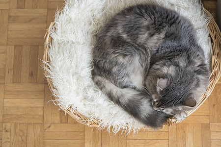 猫篮子一个可爱的小猫咪 催眠在家里的篮子背景