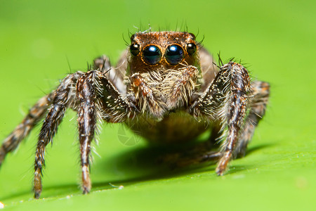 性质上的大型蜘蛛跳跃宏观背景图片