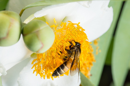 大型蜜蜂在花上寻找花蜜黑色背景图片