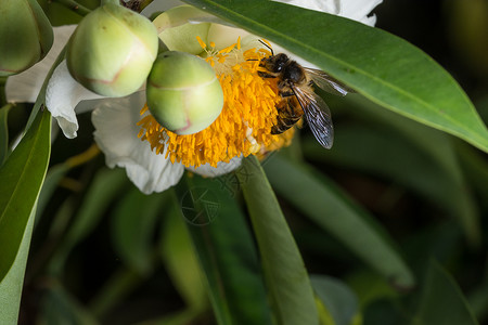 大型蜜蜂在花上寻找花蜜黑色背景图片
