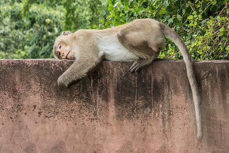 猴子在墙壁上动物荒野猕猴背景图片