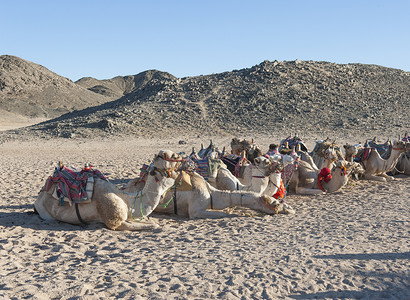 沙漠中屈棉骆驼群骆驼天空干旱动物哺乳动物团体气候单峰蓝色岩石背景图片