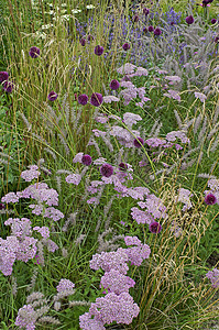 Achillia Allium和Grass的花边图边框花朵葱属淡紫色细节花园边界紫色背景图片