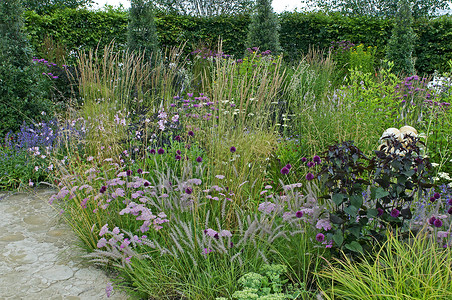 Achillia Allium和Grass的花边图淡紫色水平边框种植边界花朵花园荒野紫色背景图片