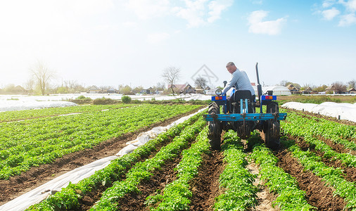 一位农民在拖拉机上松土并清除马铃薯种植园的杂草 改善空气流通和持水能力 作物护理 农业农业 小农背景